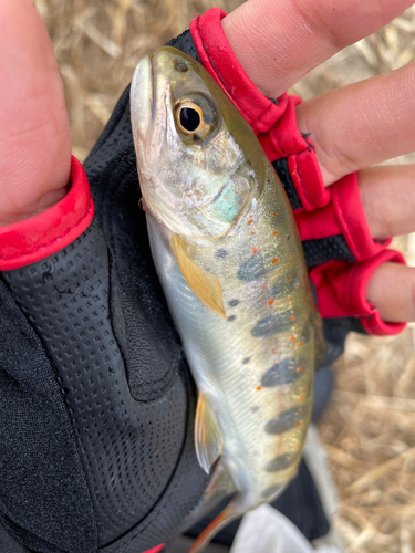 アマゴの釣果