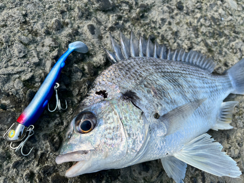 キビレの釣果