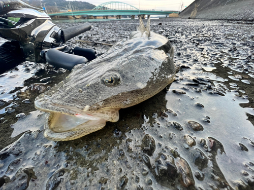 マゴチの釣果