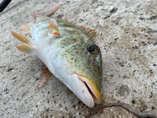 ムネアカクチビの釣果