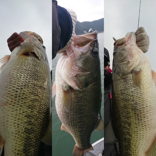 ブラックバスの釣果