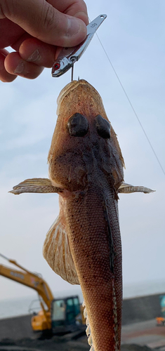 マゴチの釣果