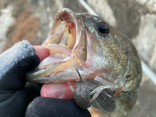 ラージマウスバスの釣果