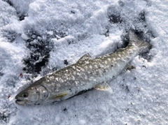 アメマスの釣果