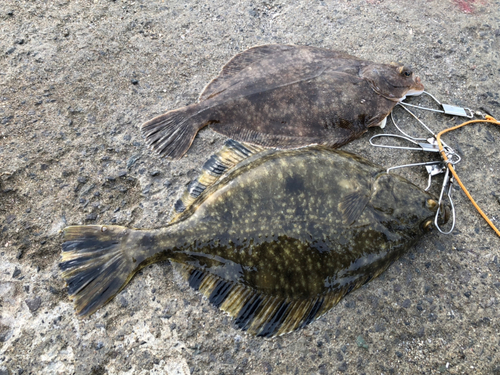 カワガレイの釣果