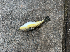 コモンフグの釣果
