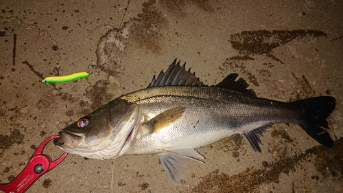 フッコ（マルスズキ）の釣果