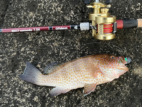 オオモンハタの釣果