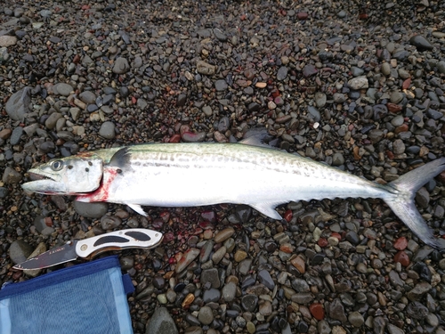 サゴシの釣果