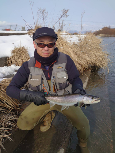 アメマスの釣果