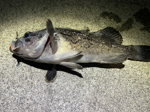 クロソイの釣果