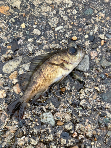 メバルの釣果