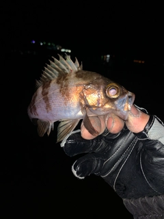 メバルの釣果