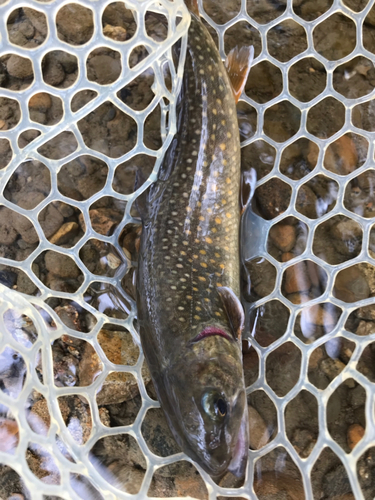 イワナの釣果