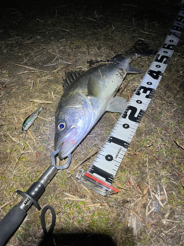 シーバスの釣果