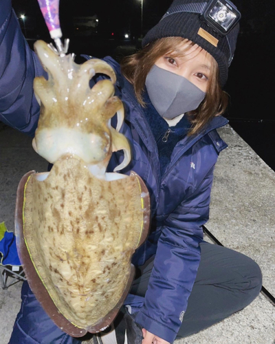 モンゴウイカの釣果