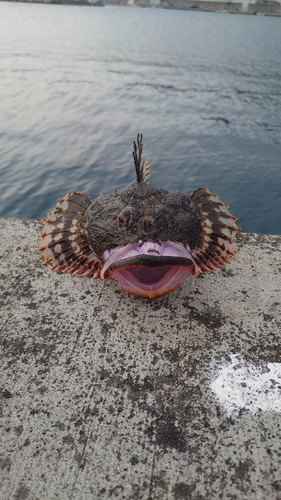 ギスカジカの釣果