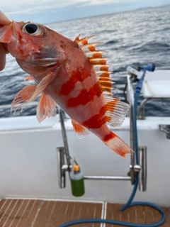 ユメカサゴの釣果