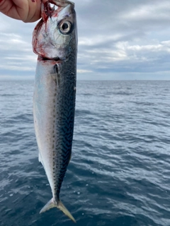 ユメカサゴの釣果