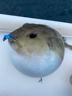 フグの釣果