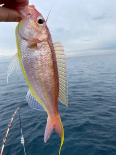 イトヨリダイの釣果