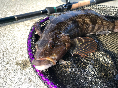 アイナメの釣果