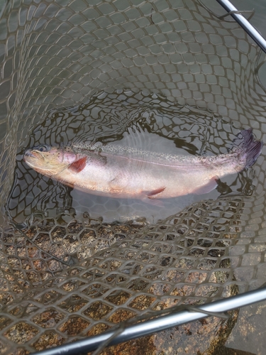 ニジマスの釣果