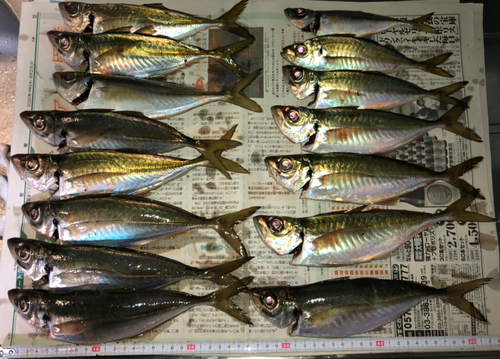 アジの釣果