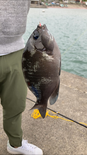 メジナの釣果