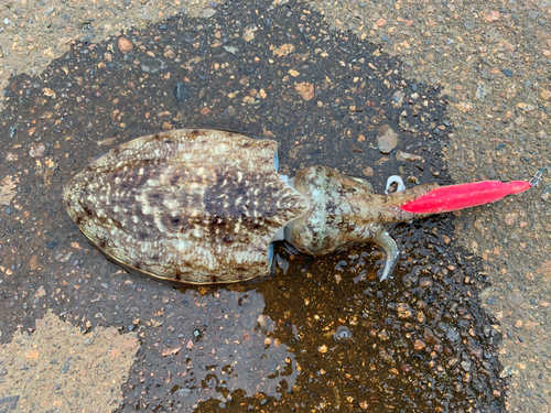 コウイカの釣果