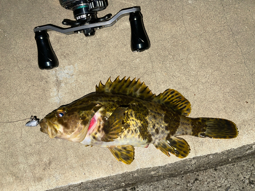 タケノコメバルの釣果