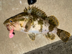 タケノコメバルの釣果