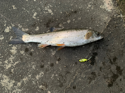 ウグイの釣果