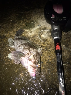 ムラソイの釣果