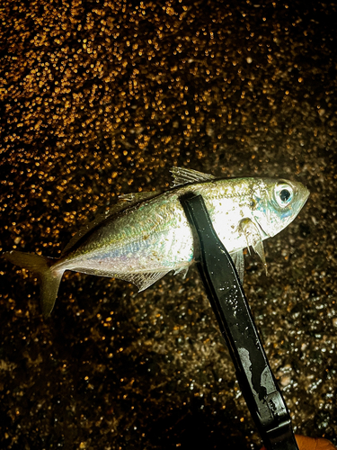 マアジの釣果