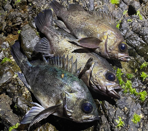 クロメバルの釣果