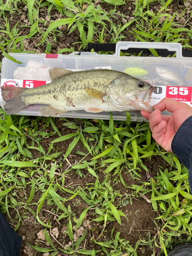 ブラックバスの釣果