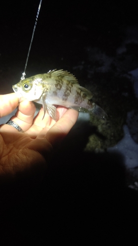 メバルの釣果