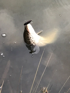 ライギョの釣果