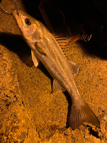 セイゴ（タイリクスズキ）の釣果