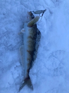 ホッケの釣果
