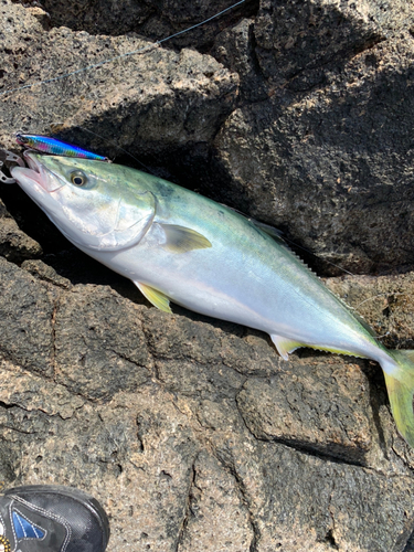 メジロの釣果