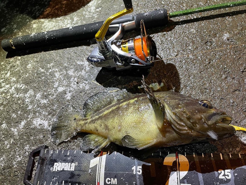 シマゾイの釣果