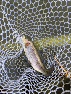 ニジマスの釣果