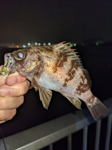 メバルの釣果