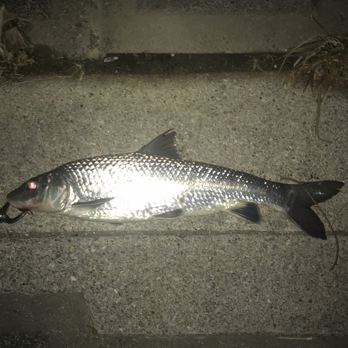 ニゴイの釣果