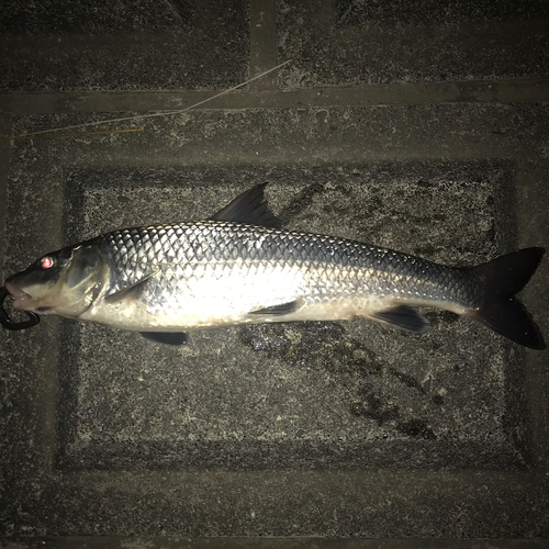 ニゴイの釣果