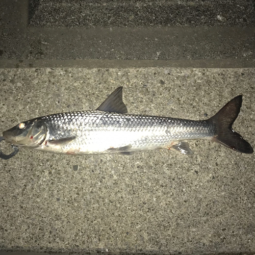 ニゴイの釣果