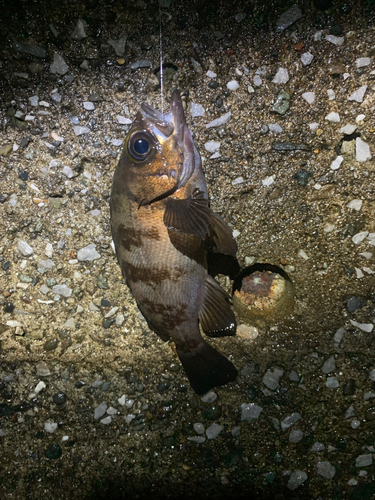 メバルの釣果