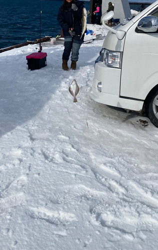 ホッケの釣果